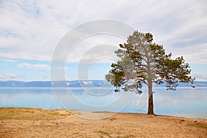 Beautiful summer landscape. A lonely pine tree on the beach by the lake shore.