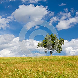 Beautiful summer landscape with a lonely tree