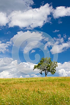 Beautiful summer landscape with a lonely tree