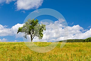 Hermoso verano solitario un árbol 