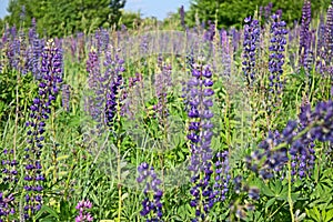 Beautiful summer landscape with a meadow of purple flowers lupins on a background of green grass