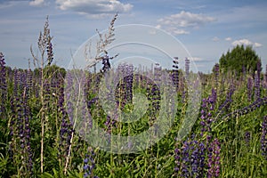 Beautiful summer landscape with a meadow of purple flowers lupins on a background of green grass