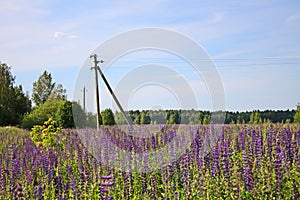 Beautiful summer landscape with a meadow of purple flowers lupins on a background of green grass