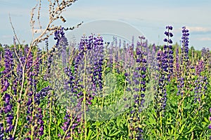 Beautiful summer landscape with a meadow of purple flowers lupins on a background of green grass