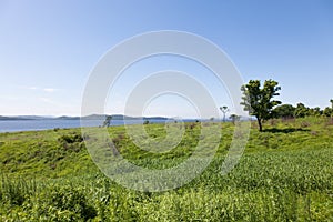 Beautiful summer landscape of meadows with trees. Detached trees on a green hill against the blue sky.