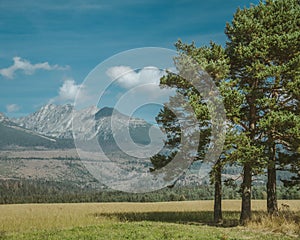 Beautiful summer landscape with mountains and forest