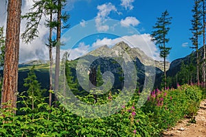 Beautiful summer landscape - mountains, lush forest, pink fireweed