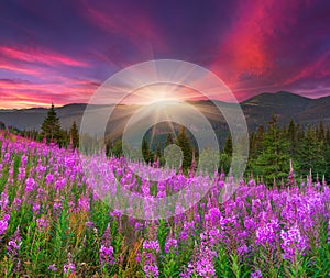 Beautiful summer landscape in the mountains