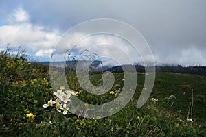 Beautiful summer landscape of national park and its flora. Yellow and white wildflowers grow in mountains against background of