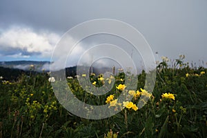 Beautiful summer landscape of national park and its flora. Yellow and white wildflowers grow in mountains against background of