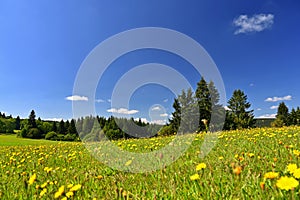 Beautiful summer landscape with nature. Meadow with forest and blue sky on a sunny day. Highlands - Czech Republic