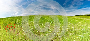 Beautiful summer landscape panorama, meadow and flowers and blue sky