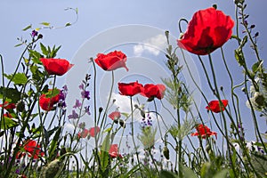 Beautiful summer landscape with poppies on a background of a blue sky