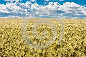 A beautiful summer landscape of ripened golden wheat field ready for harvest with dramatic sky and clouds