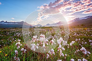 Beautiful summer landscape, sunset over the mountains and flowering valley, Iceland countryside