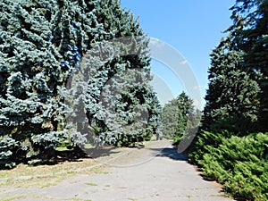 beautiful summer landscape tall trees and a picturesque path