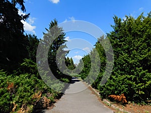 beautiful summer landscape tall trees and a picturesque path