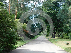 beautiful summer landscape tall trees and a picturesque path