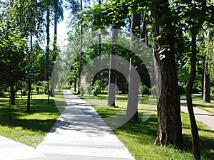 Beautiful summer landscape tall trees and a picturesque path in the park