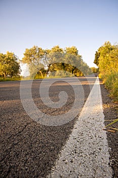 Beautiful summer landscape of Toscana, Italy with many mediterranean plants, olive trees and field grasses.