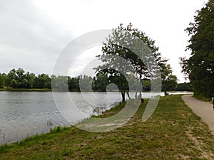 Beautiful summer landscape trees growing by the lake