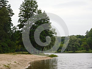 Beautiful summer landscape trees growing by the lake