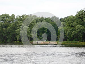 Beautiful summer landscape trees growing by the lake