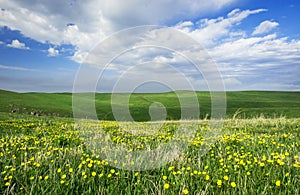 Beautiful summer landscape, yellow flower field on the hills