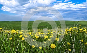 Beautiful summer landscape, yellow flower field on the hills