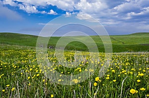 Beautiful summer landscape, yellow flower field on the hills