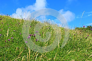 Beautiful summer meadow against nice blue sky