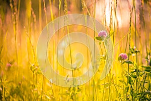 Beautiful summer meadow flowers. Calm nature background concept design
