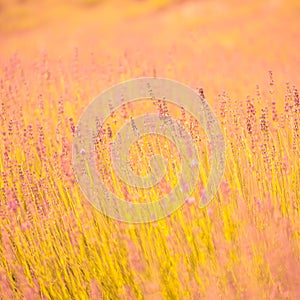 Beautiful summer meadow flowers, colorful lavender landscape