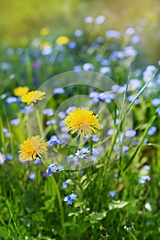 Beautiful summer meadow with flowers dandelions and forget-me-nots, lovely landscape of nature