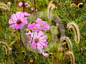 Beautiful meadow full of flowers