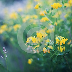 Beautiful summer meadow with plant, grass and flowers, natural background, vintage toning