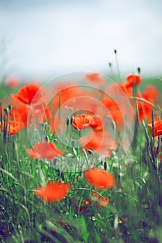 Beautiful summer meadow with poppies and chamomile