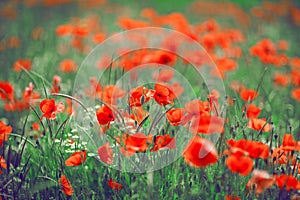 Beautiful summer meadow with poppies and chamomile