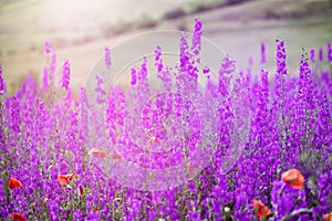 Beautiful summer meadow of purple flowers photo