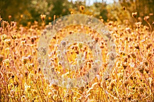 Beautiful summer meadow with wild flowers growing on a warm sunny evening with golden colour tones