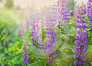 Beautiful summer meadow with wild lupine flowers on the sunset light