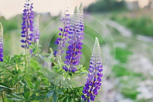 Beautiful summer meadow with wild lupine flowers on the sunset light