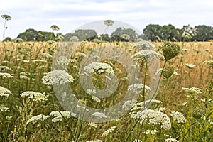 Beautiful summer meadow with wildflowers