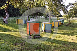 Beautiful summer morning in old farm garden apiary with beehive