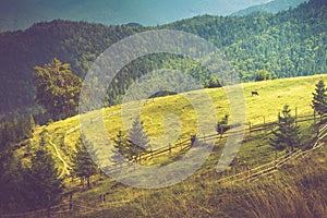 Beautiful summer mountain landscape at sunshine.View of the meadow fenced fence and cows grazing on it.