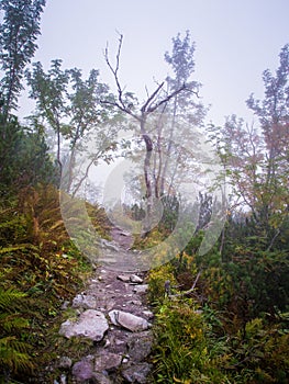 A beautiful summer mountain landscape in Tatry