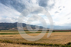 Beautiful summer mountain landscape. Wheat fields and mountains. Kyrgyzstan. Natural background