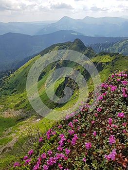 Beautiful summer in mountains - many flowers