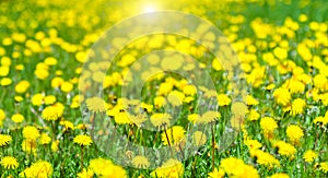 Beautiful summer natural background with yellow dandelion flowers in grass. Green field with yellow dandelions. Panoramic