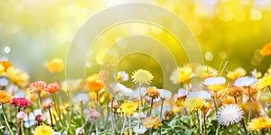 Beautiful summer natural background with yellow white flowers 1690444128811 8